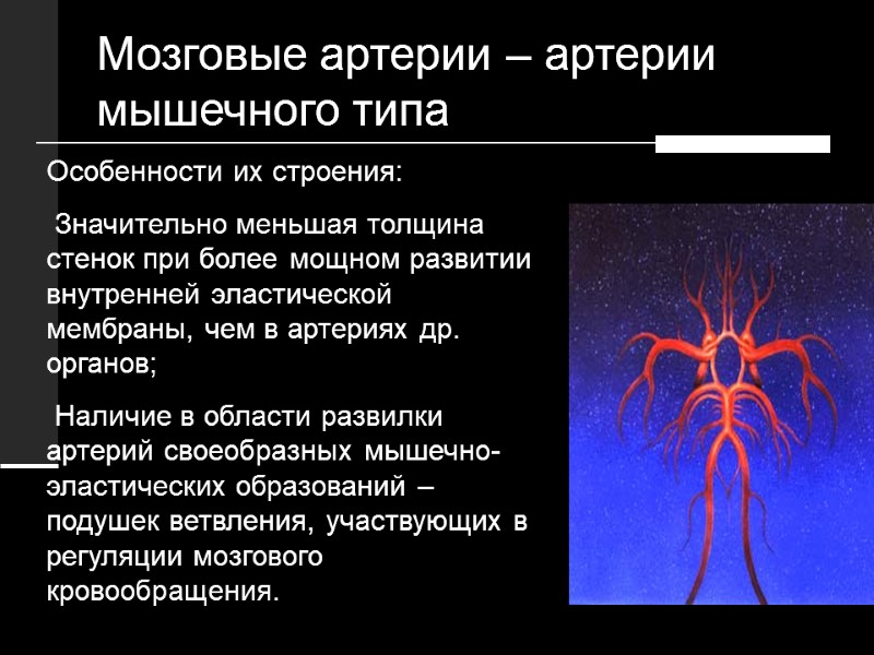 Особенности их строения:  Значительно меньшая толщина стенок при более мощном развитии внутренней эластической